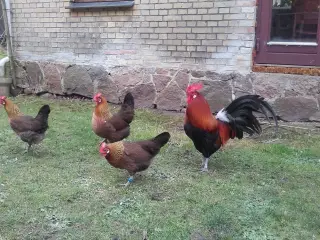 Rugeæg. Dansk landhøns