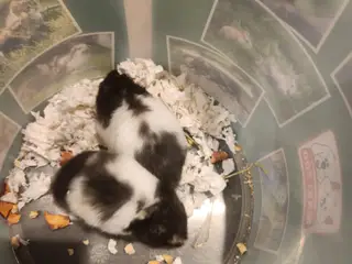Guldhamster piger unger