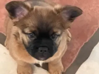 Fluffy Fransk