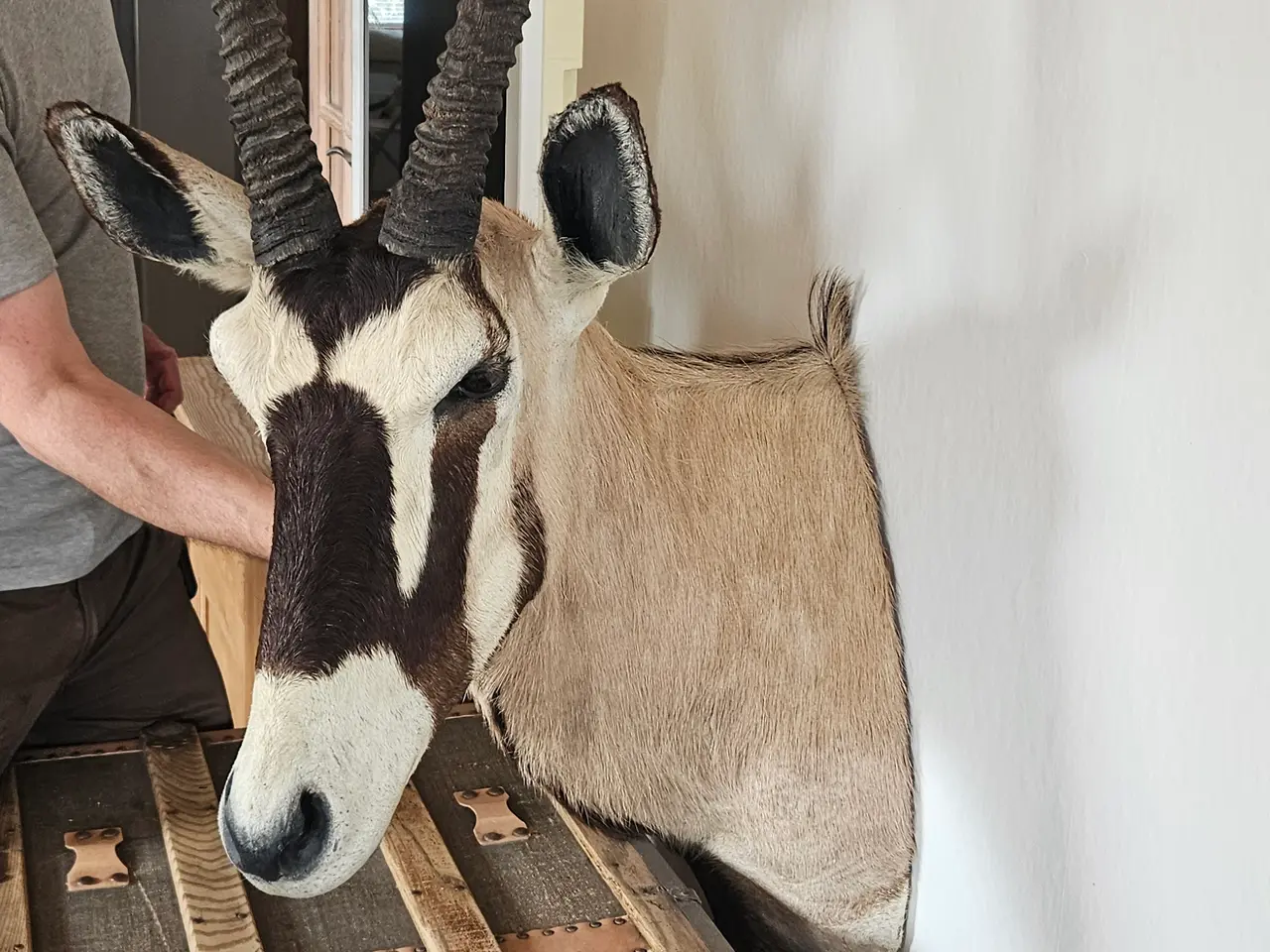 Billede 1 - Jagttrofæ Oryx