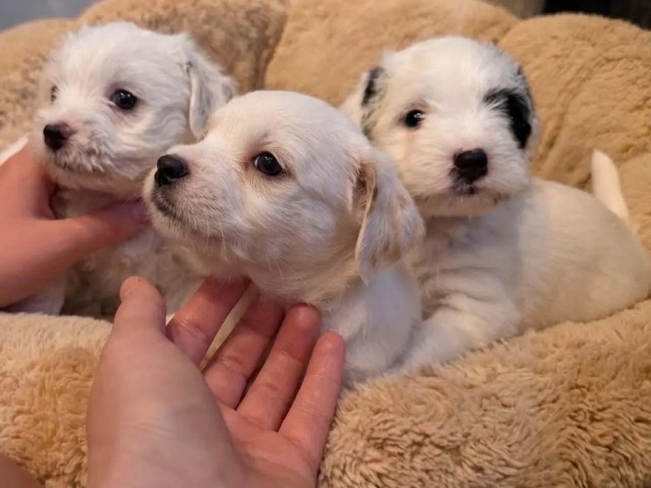 Billede 3 - Dejligt dreng Maltiser + Jack Russel Terrier
