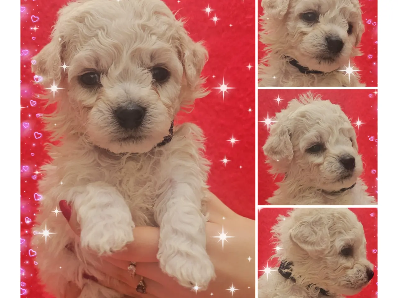 Billede 2 - Bichon Frise allergivenlige hvalpe