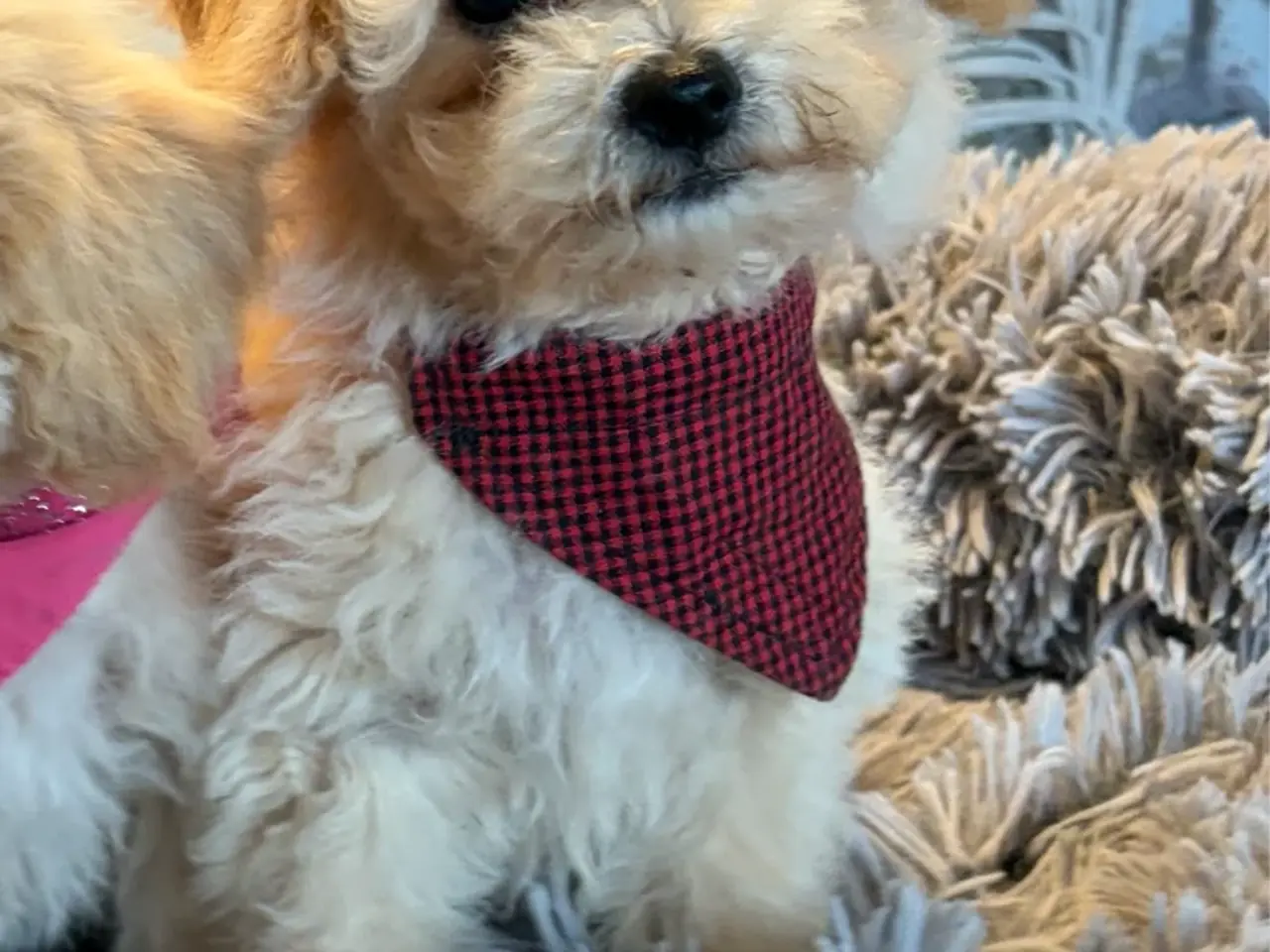Billede 1 - smukkeste små mini Maltipoo babyer