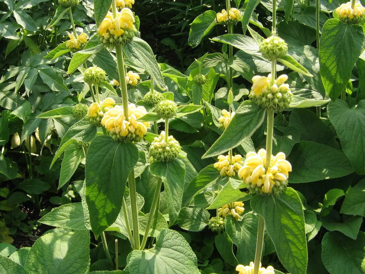 Billede 7 - Pakke 20 med blandet planter - stauder