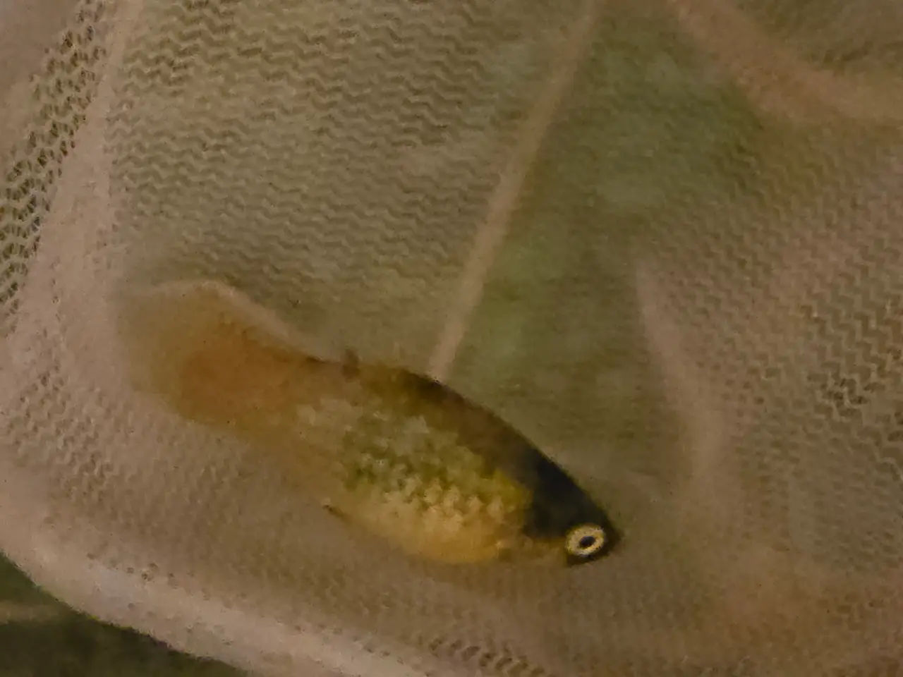Billede 1 - Platy mix