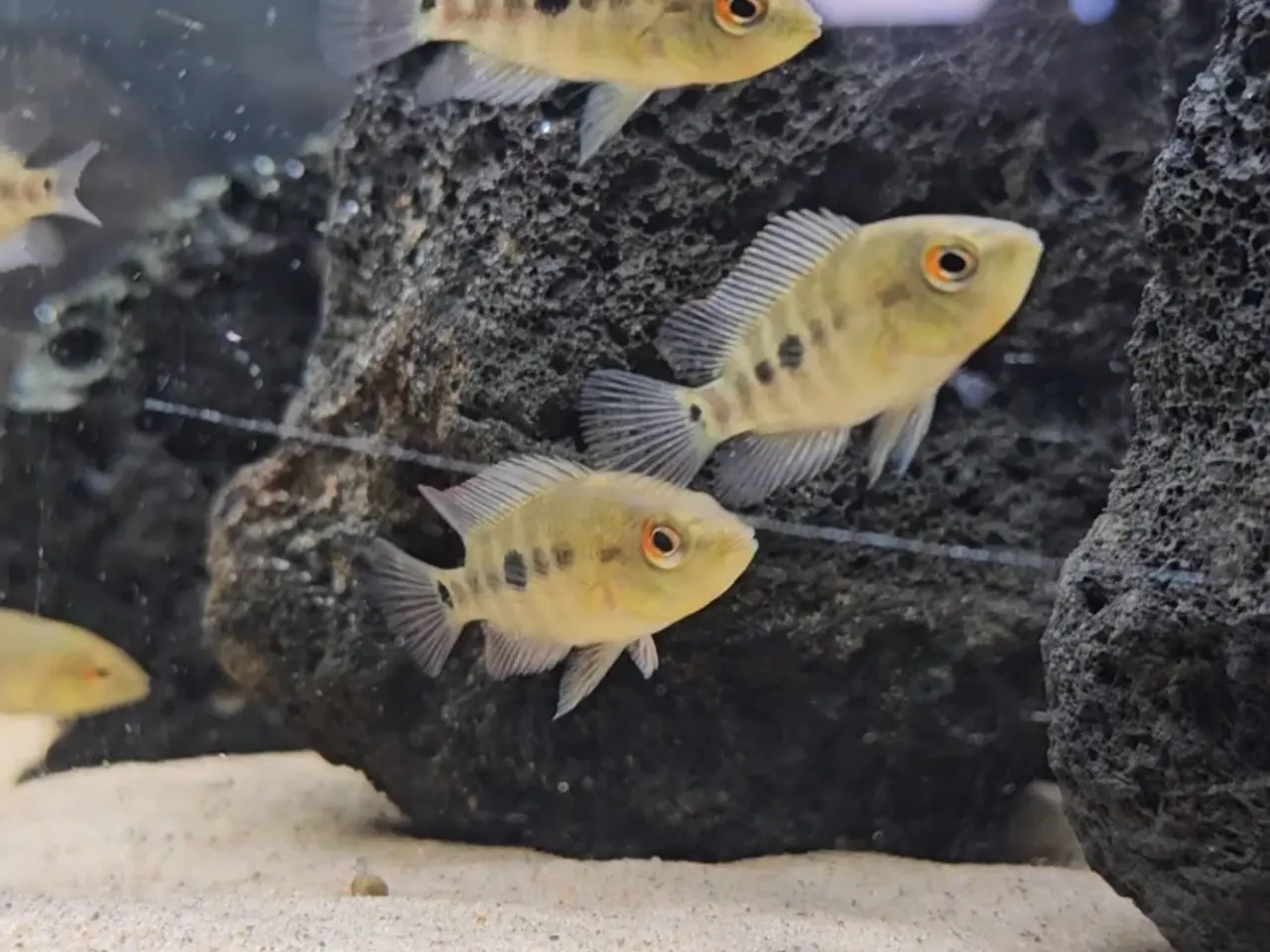 Billede 1 - Red Devil cichlider