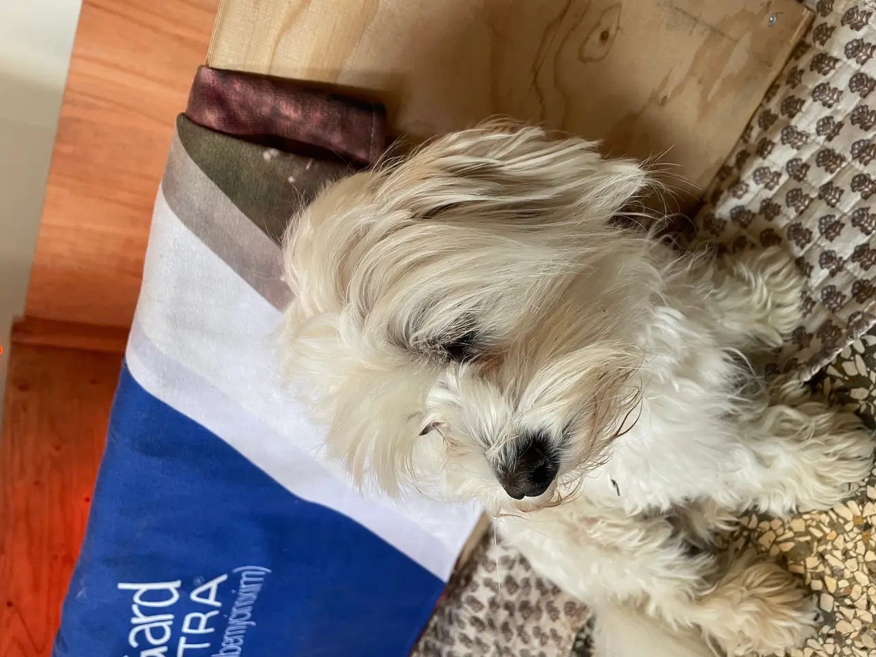 Billede 2 - 🐶Små Maltipoo hvalpe til salg🐶