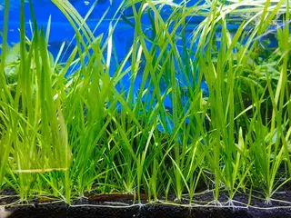 Vallisneria planter sælges