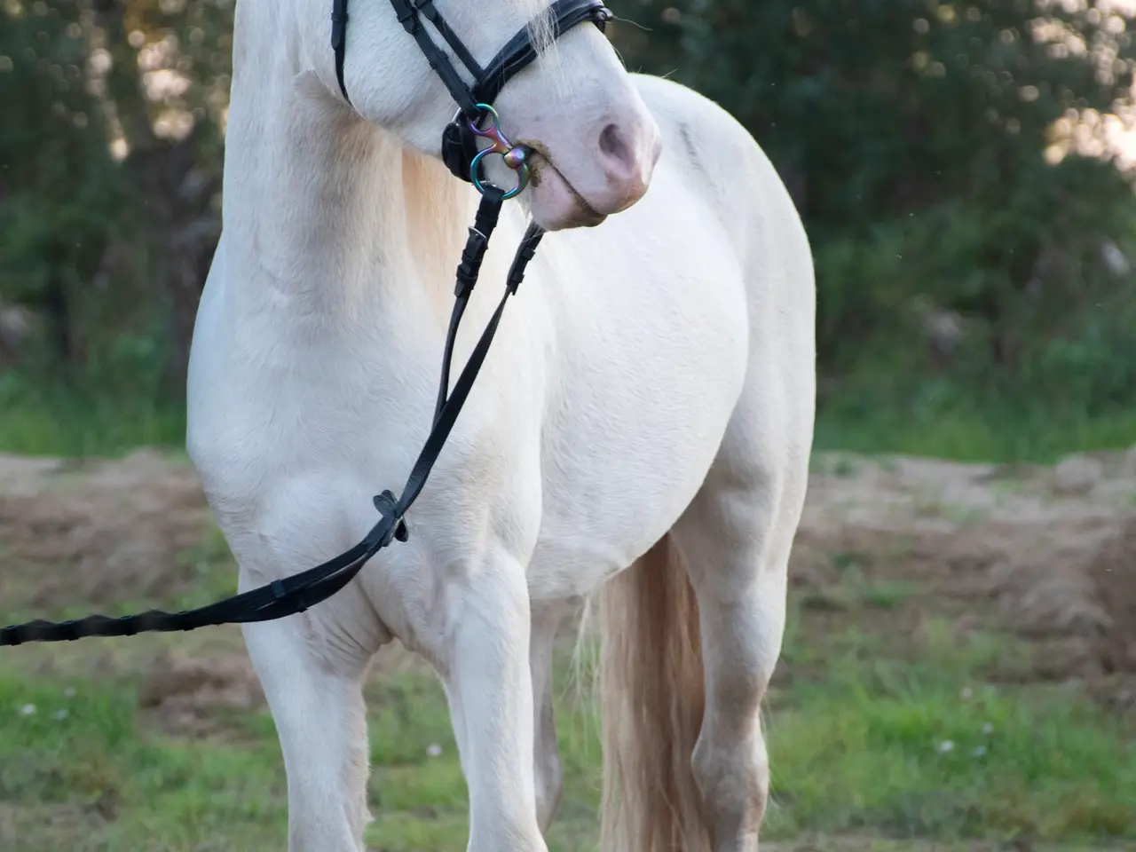 Billede 4 - Welsh hingst søger nyt hjem