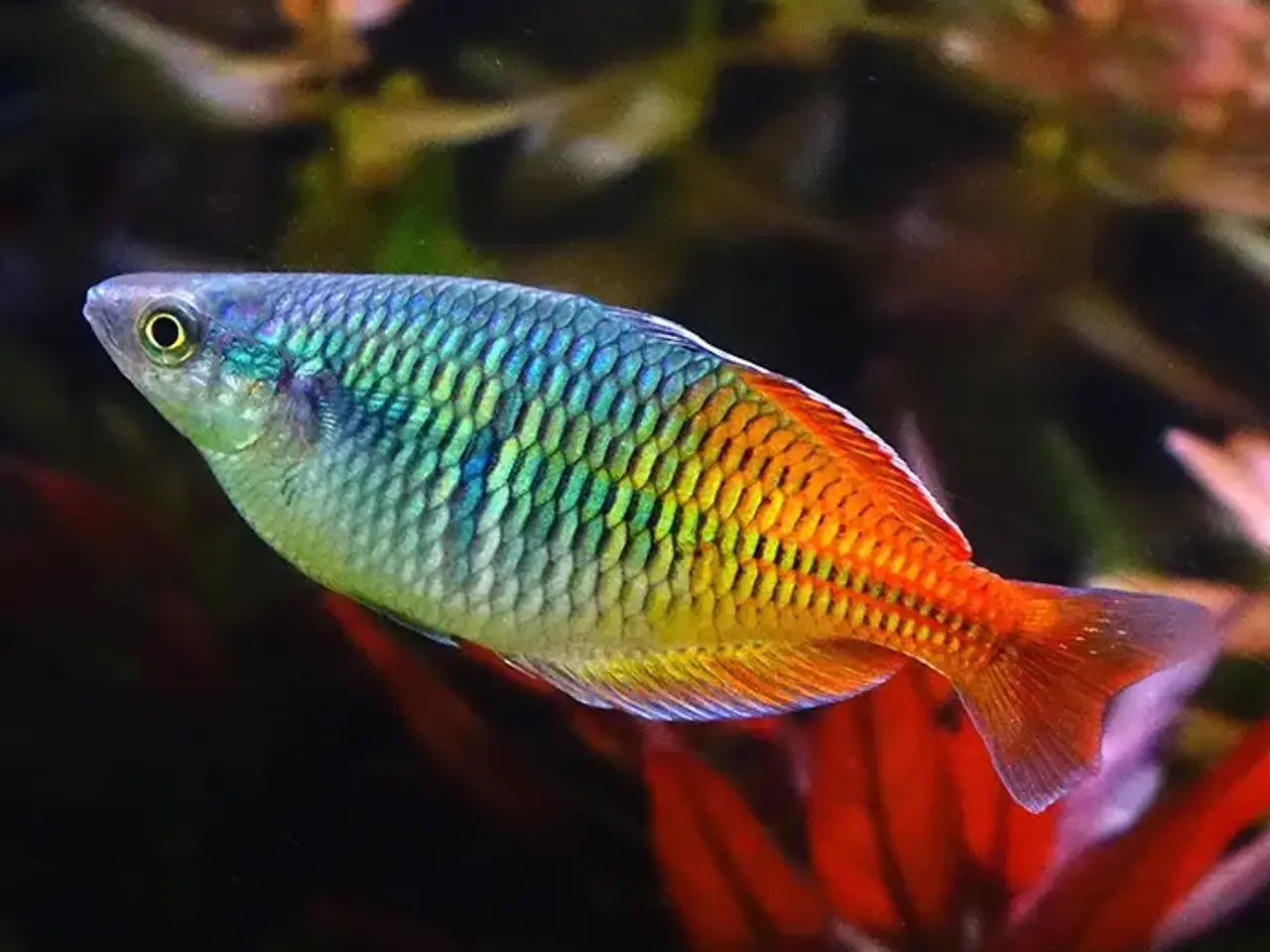 Billede 3 - Fisk søger ny balje