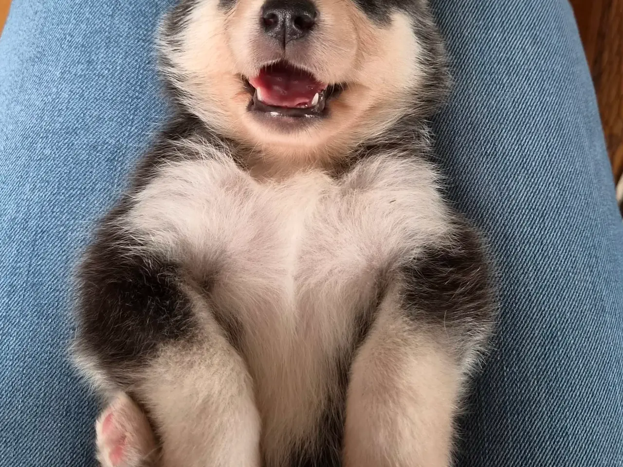 Billede 8 - Siberian husky og samojede hvalpe sælges
