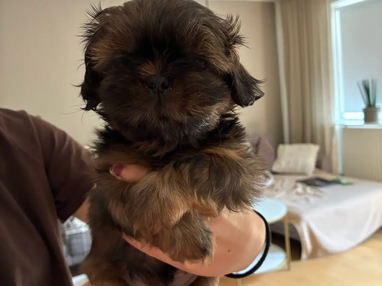 Billede 2 - Lækre shih tzu hvalpe