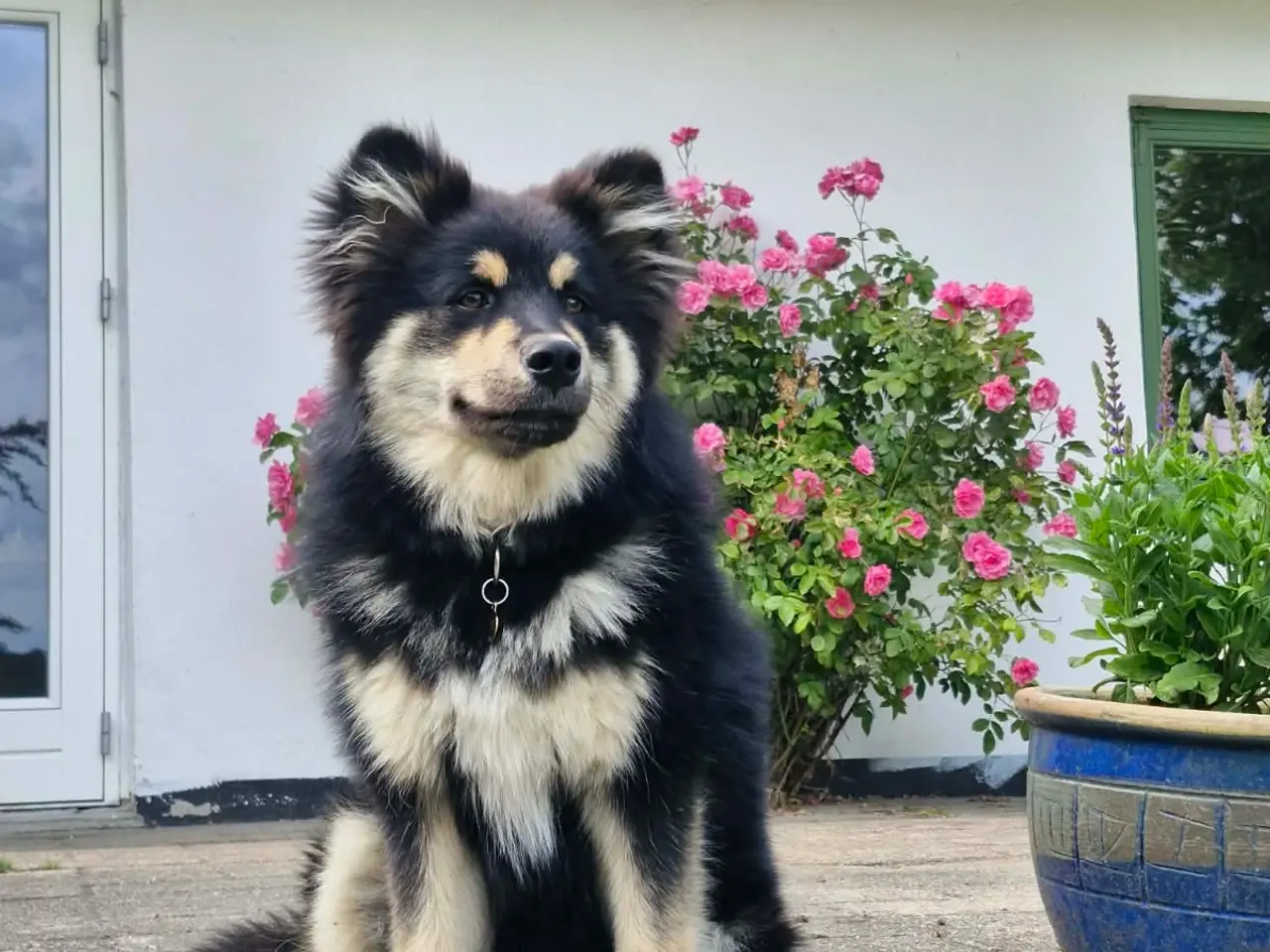 Billede 1 - Louie (ren finsk lapphund) søger nyt hjem