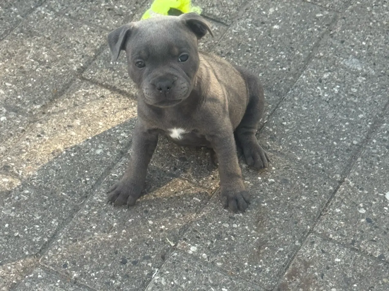 Billede 4 - Staffordshire Bull Terrier