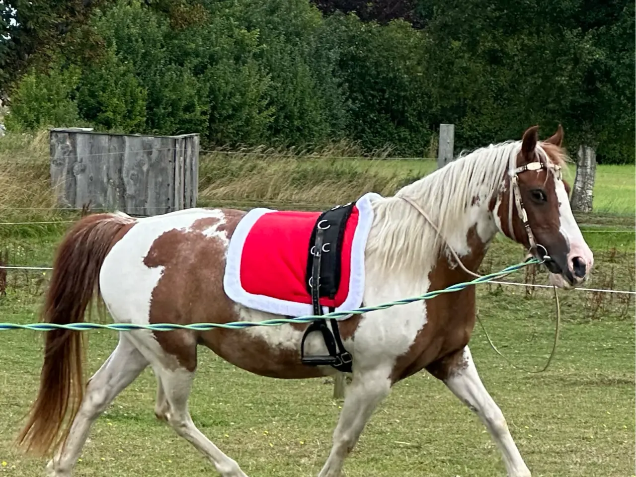 Billede 12 - Smuk prinsesse pony sælges