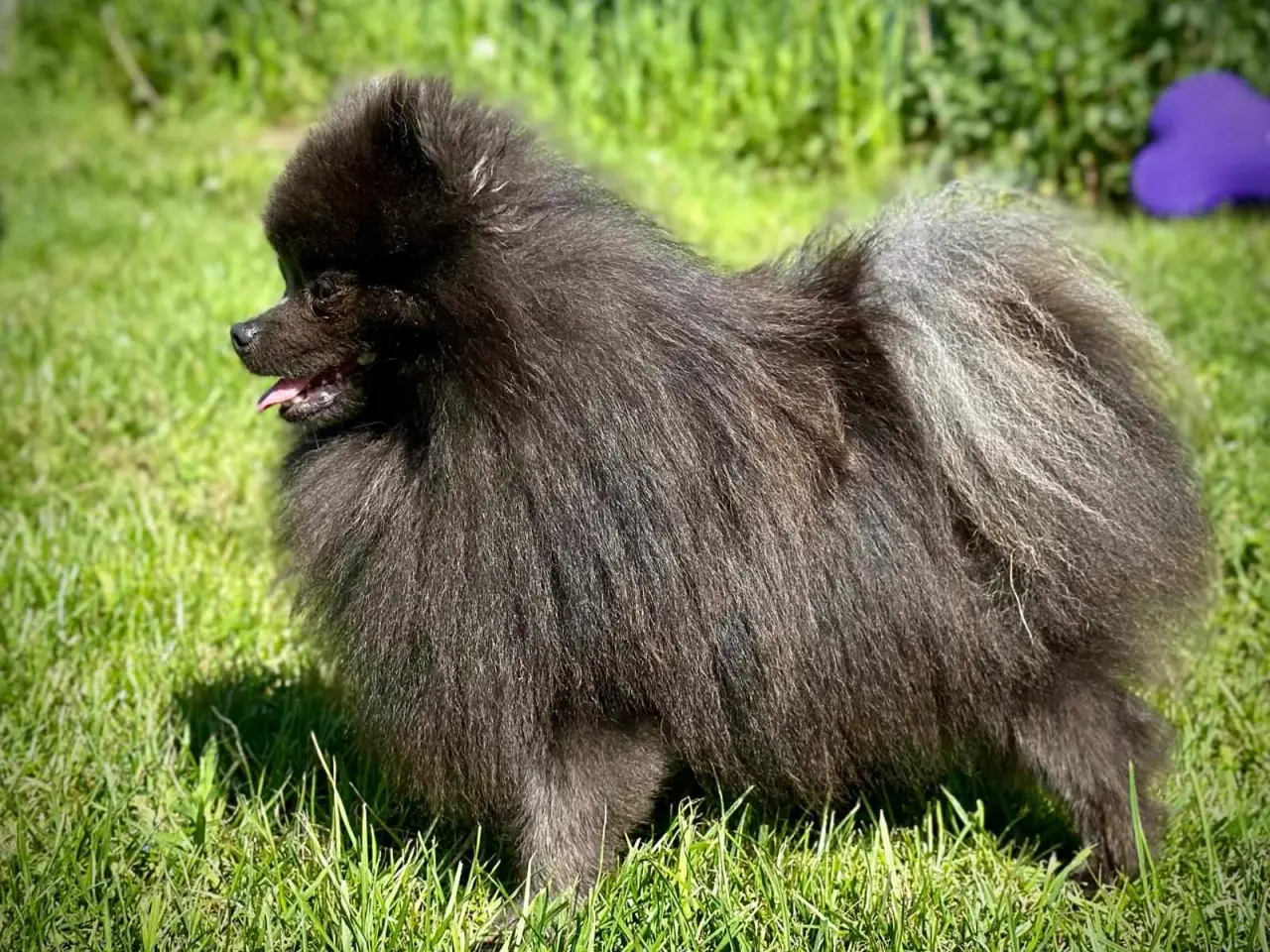 Billede 7 - Pomeranian pige søger et kærligt hjem