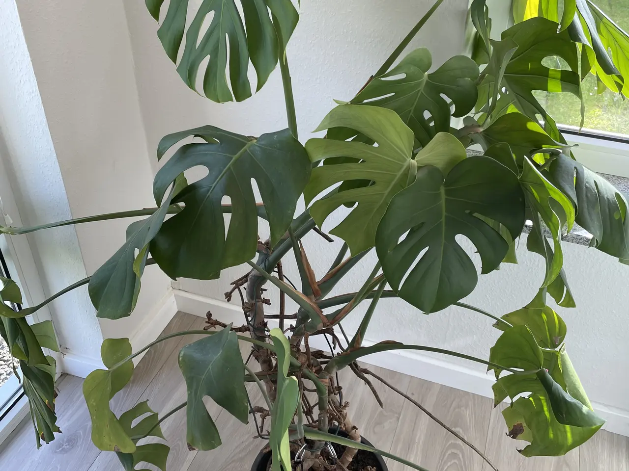 Billede 2 - grønne fingerphilodendron