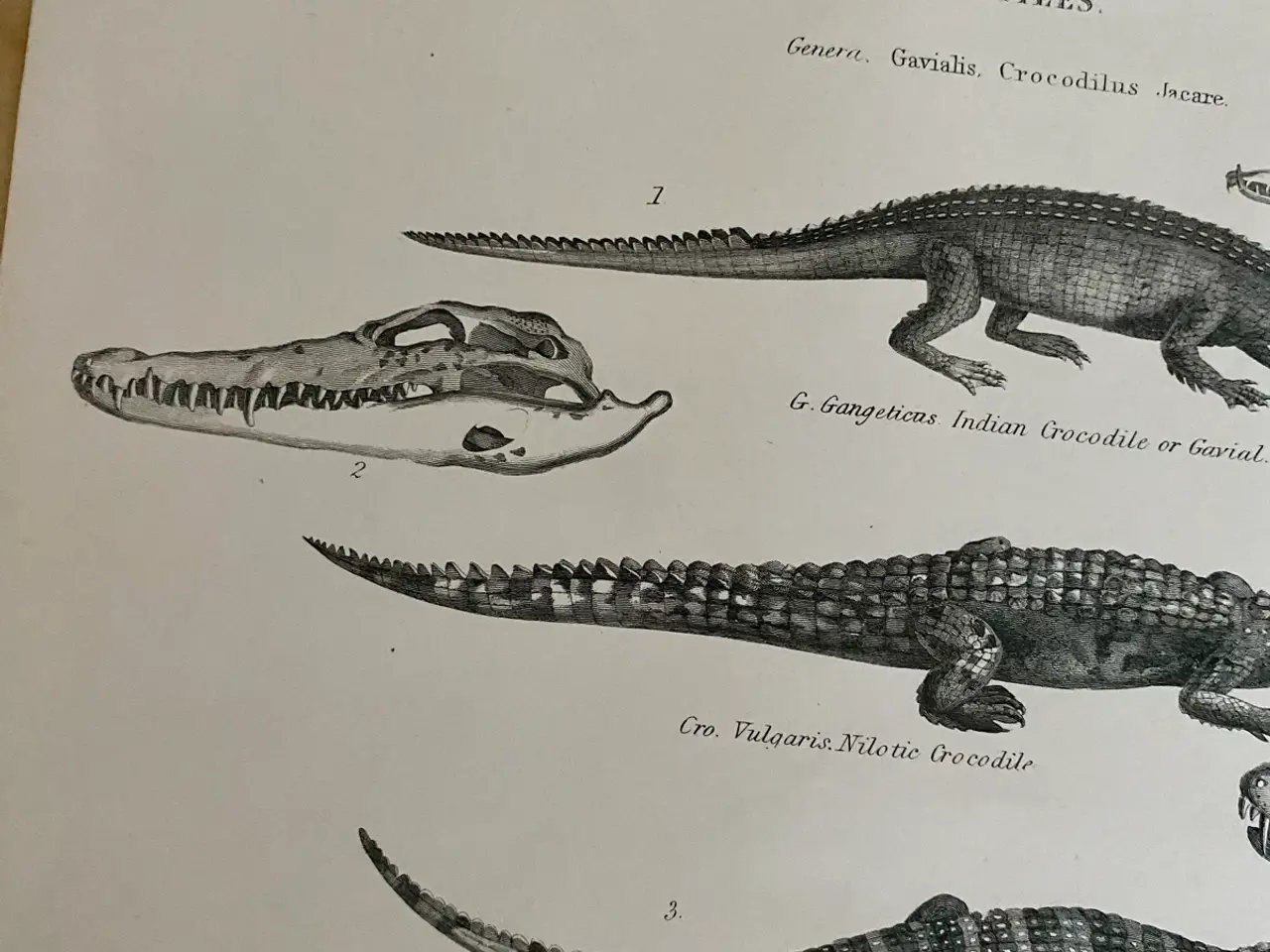 Billede 4 - Antik planche med krokodille og alligator 