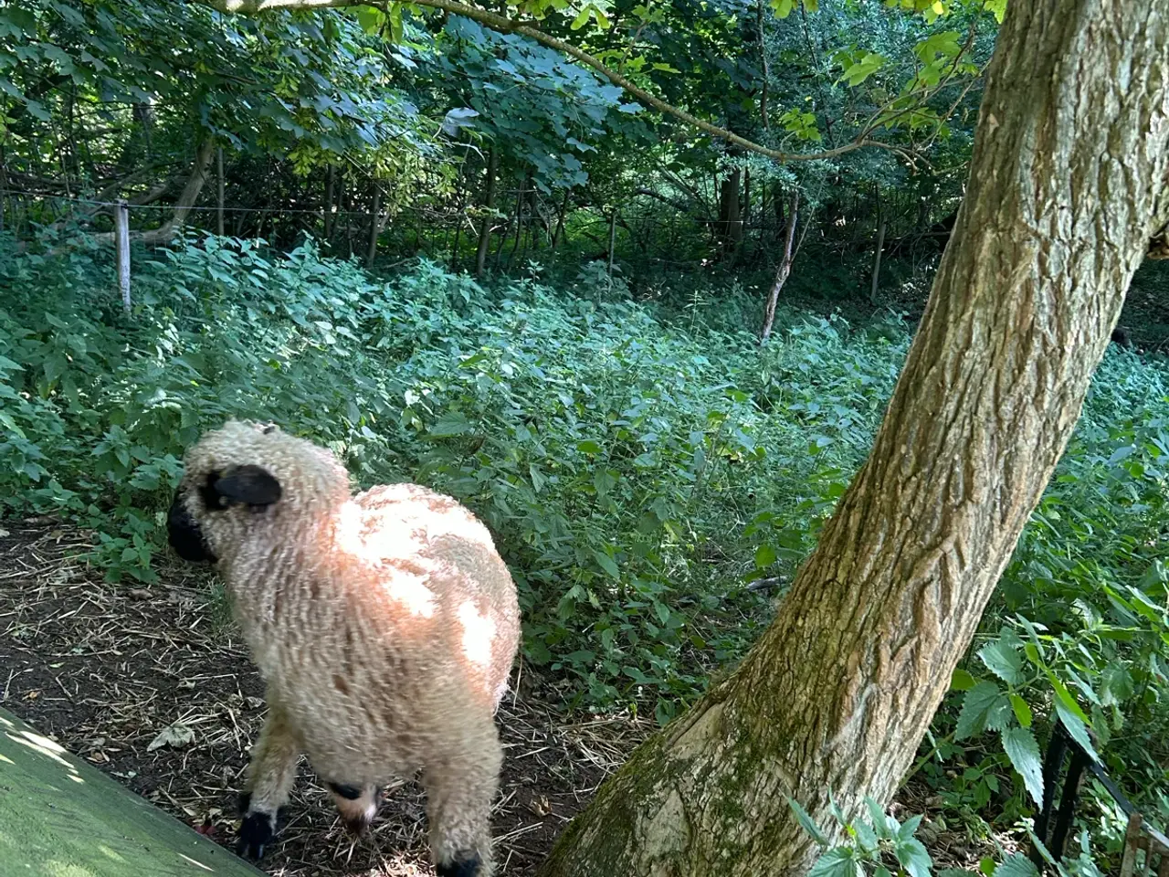 Billede 8 - Valais Blacknose gimmer lam sælges - næsten ren