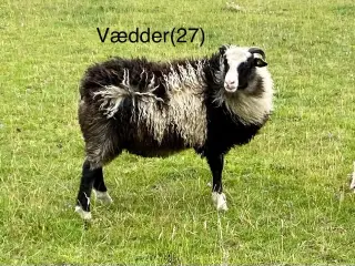 Spælsau