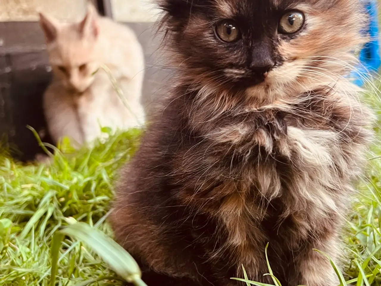 Billede 1 - Mainecoon killinger Maine coon 