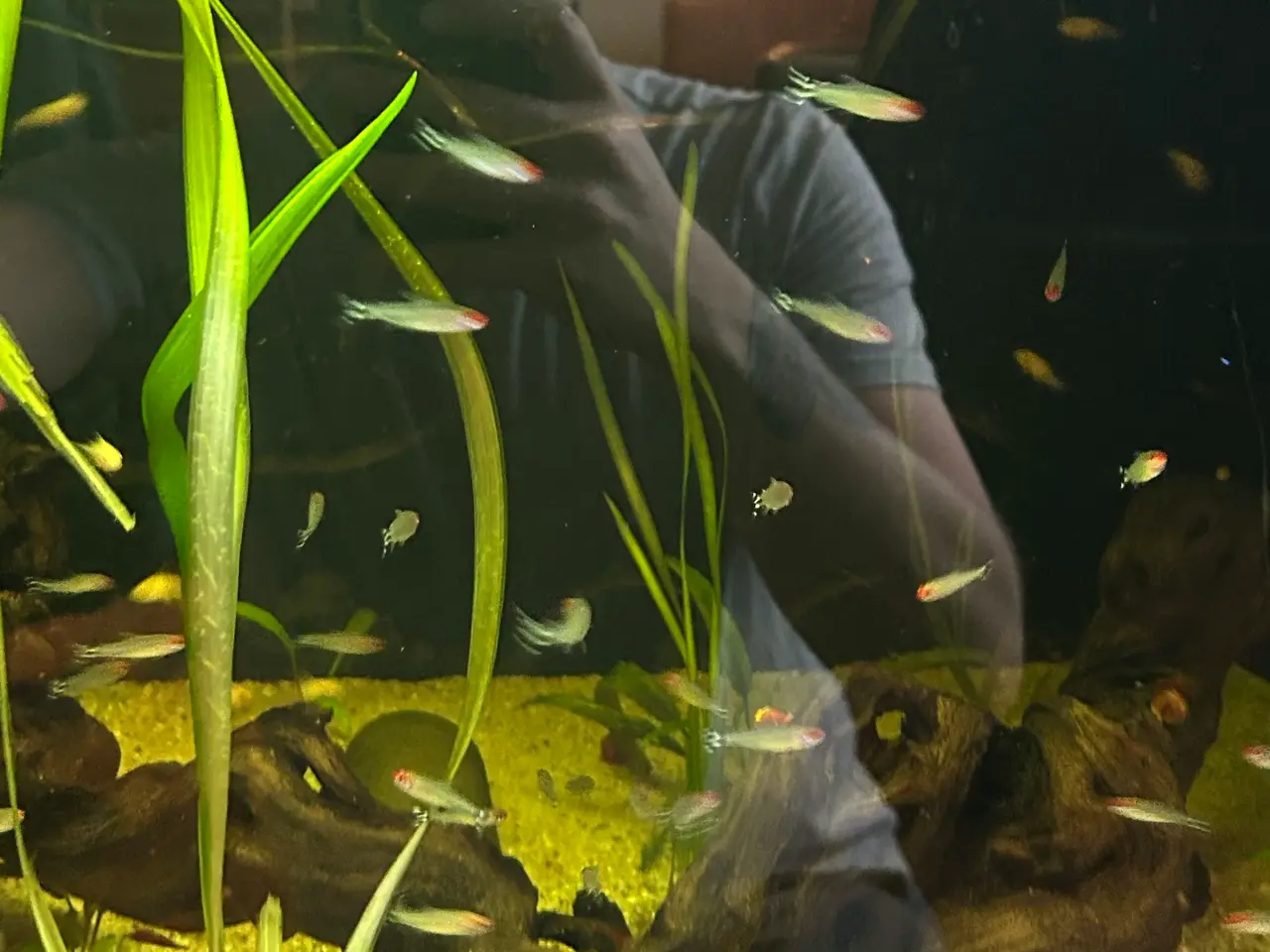 Billede 6 - 🔥🐟 Rødnæsetetra – perfekte stimefisk til akvarie