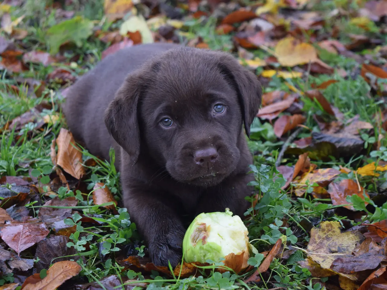 Billede 1 - Brune Labrador-hvalpe med DKK-stamtavle 🐶