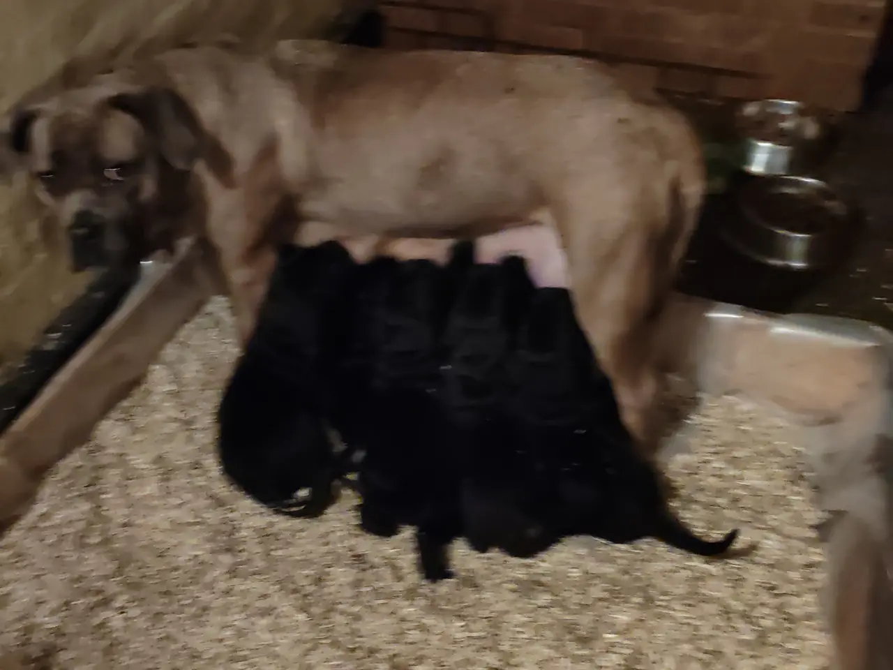 Billede 10 - Cane Corso