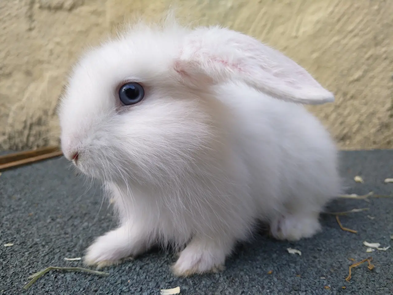 Billede 1 - 2 Mini Lop unger at vælge imellem 