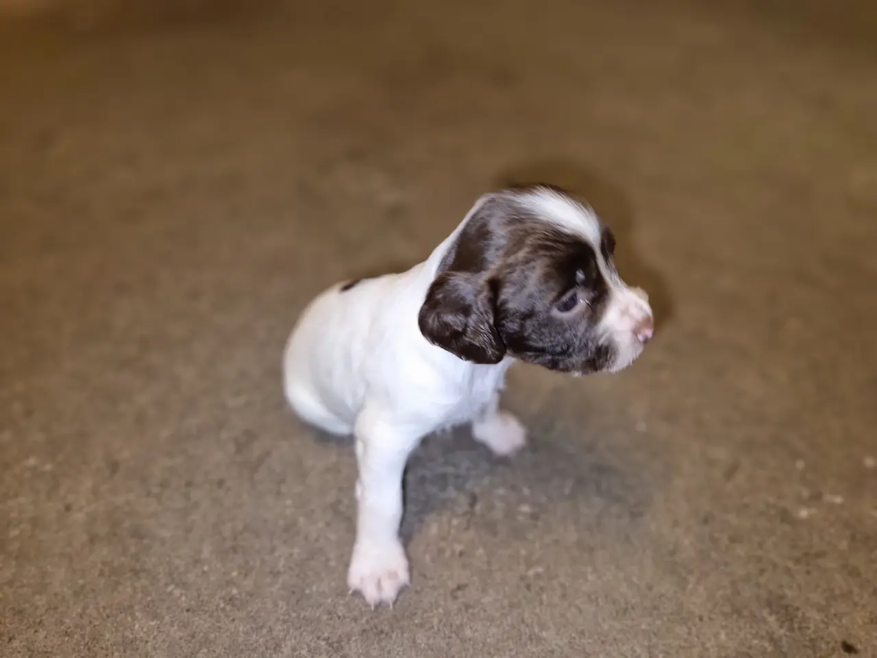 Billede 2 - F.T.Springer spaniel til salg.