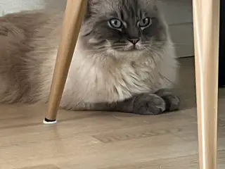 To lækre brødre søger deres forever home