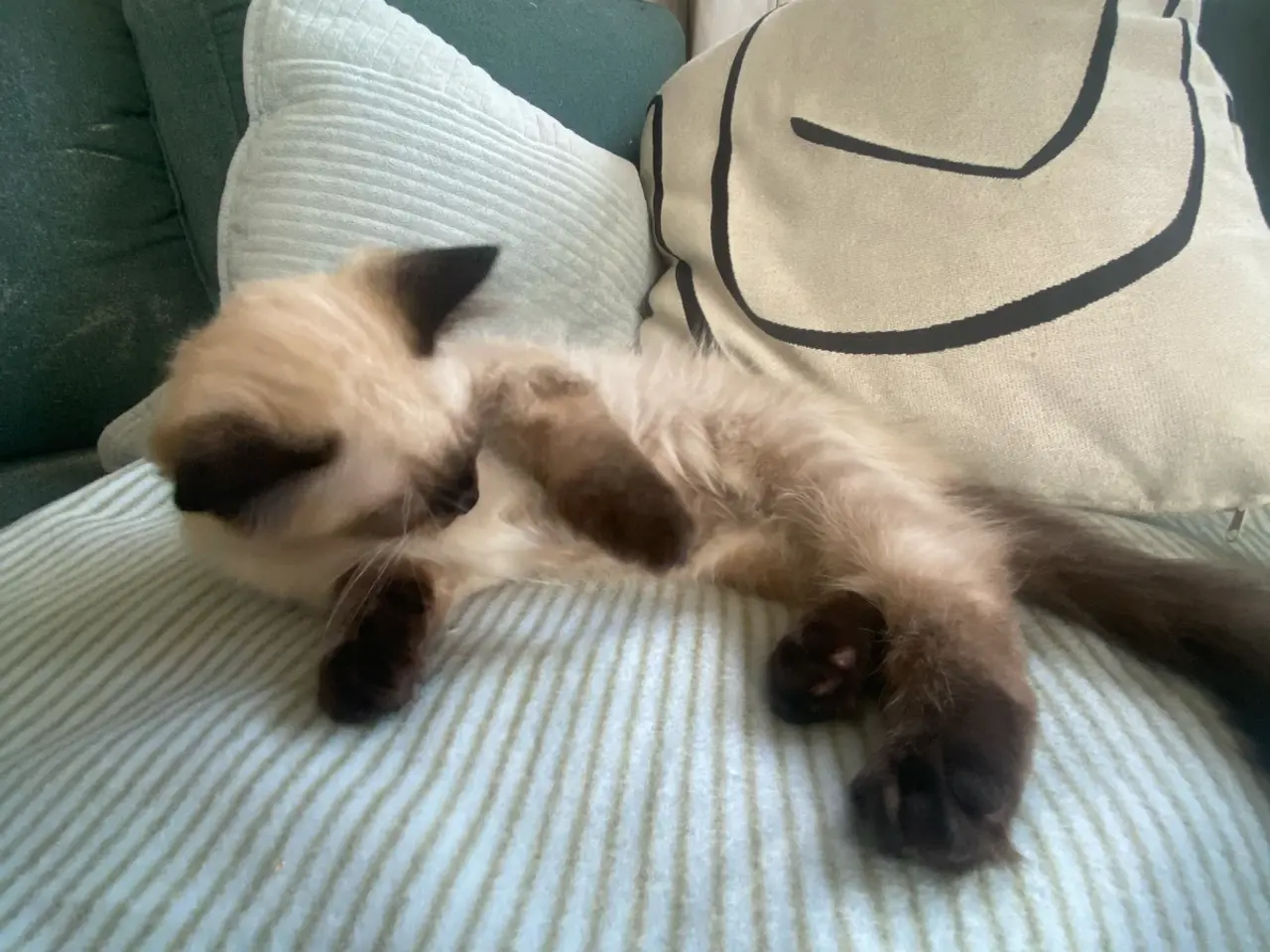 Billede 2 - Ragdoll killing❤️ 1 killing tilbage