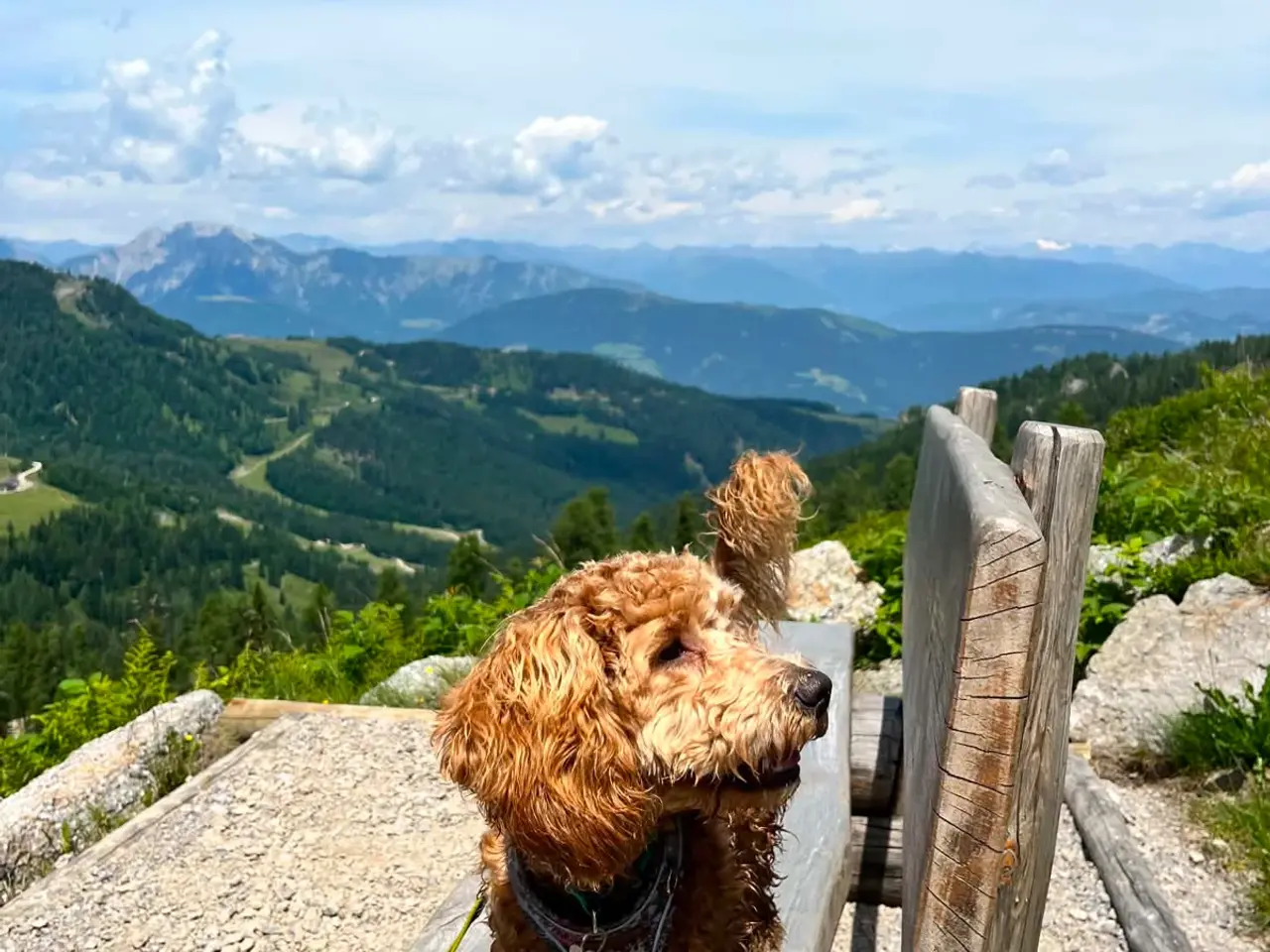 Billede 3 - Cockerpoo / Doodle hvalpe på vej i juli☀️💛