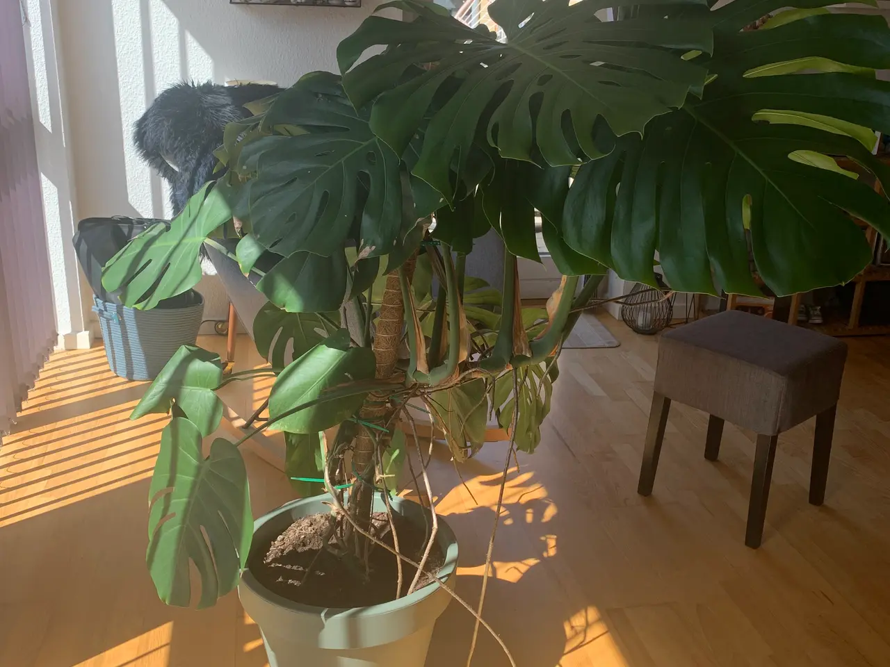 Billede 1 - Grøn plante. 138 cm høj