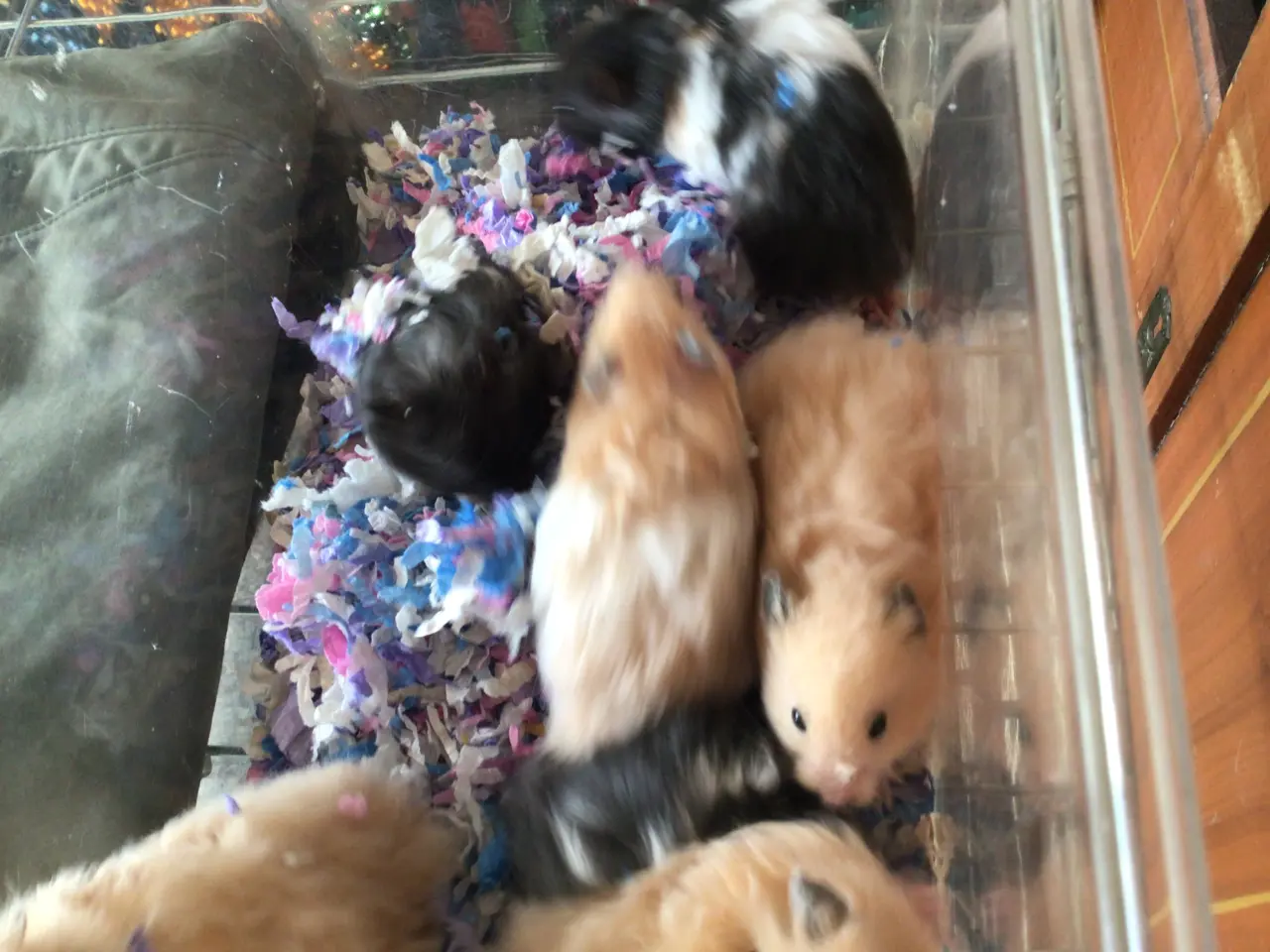 Billede 6 - Guldhamster