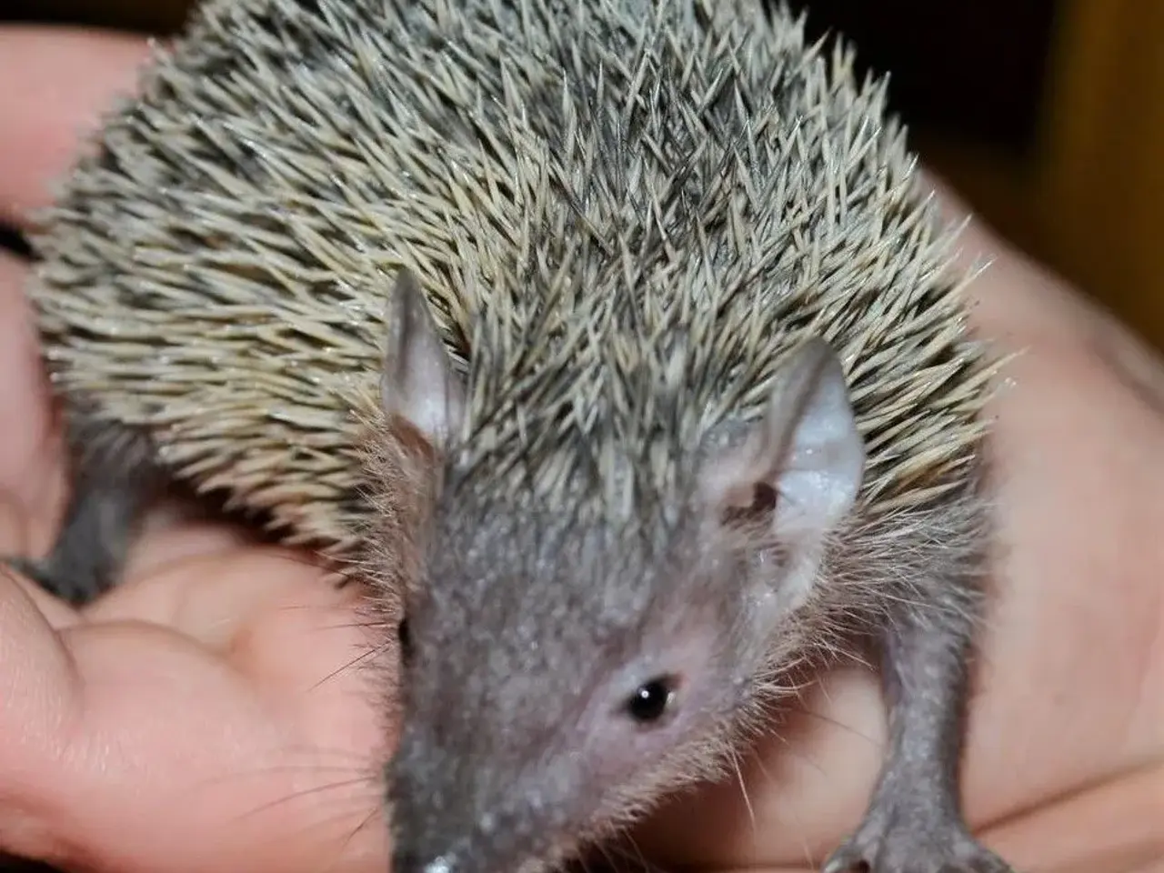 Billede 14 - Tenrec 