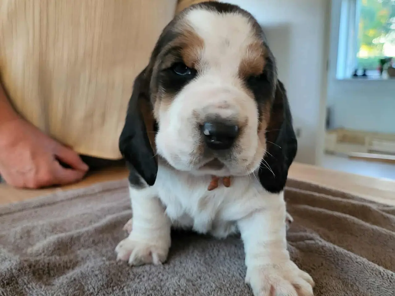 Billede 7 - Basset Hound Hvalpe