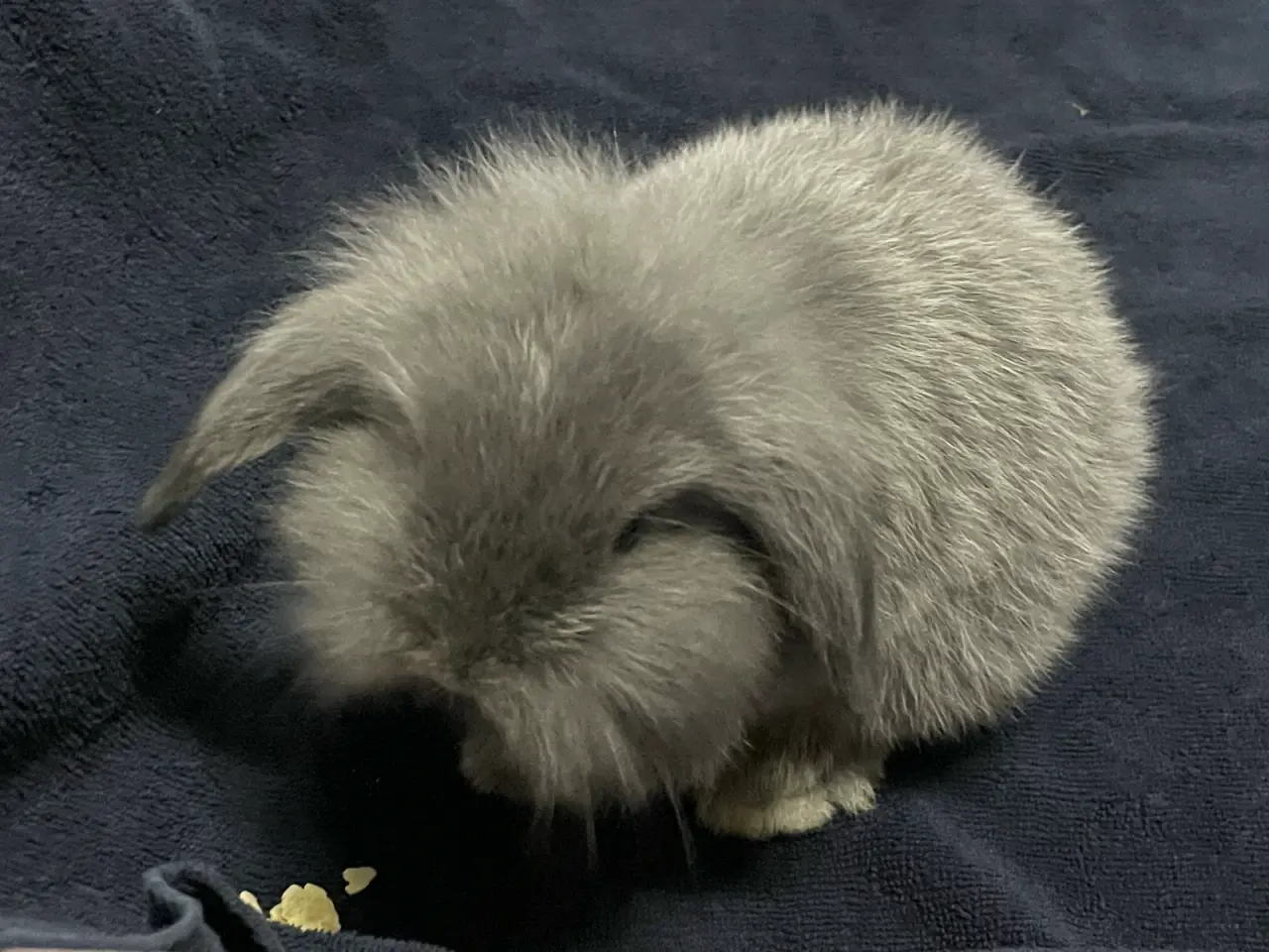 Billede 6 - Mini lop/ Lion lop kanin unger