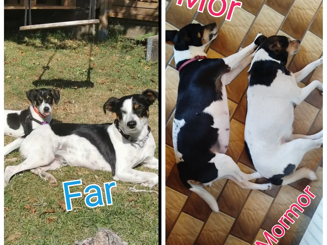 Billede 15 - Ðansk svensk gårdhunde hvalpe