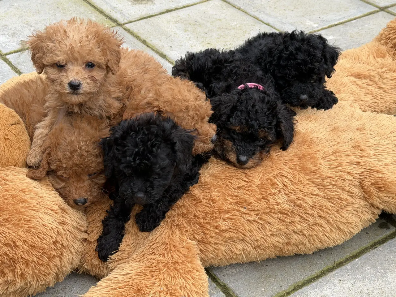 Billede 4 - Cavapoo hvalpe Rejseklar 🧳❤️🐾