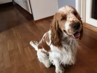 Cocker til parring