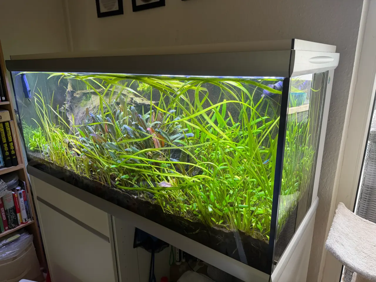 Billede 1 - 350 liter akvarium med div. Bl.a. co2