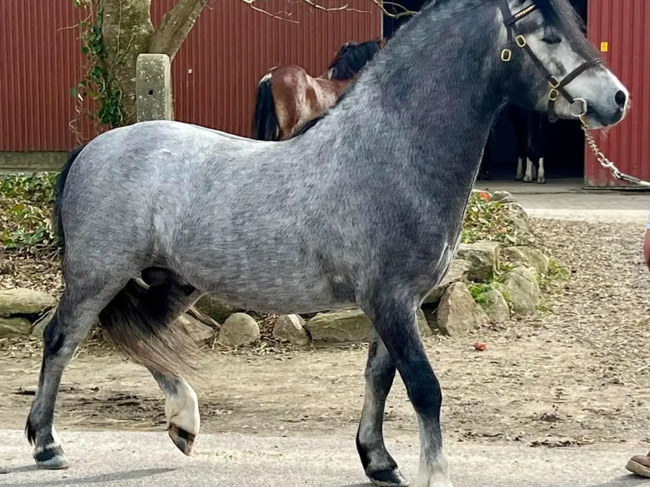 Billede 6 - Welsh WPBR, Harlequin
