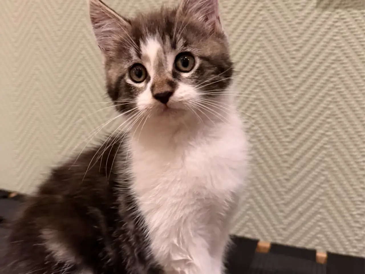 Billede 3 - Maine coon