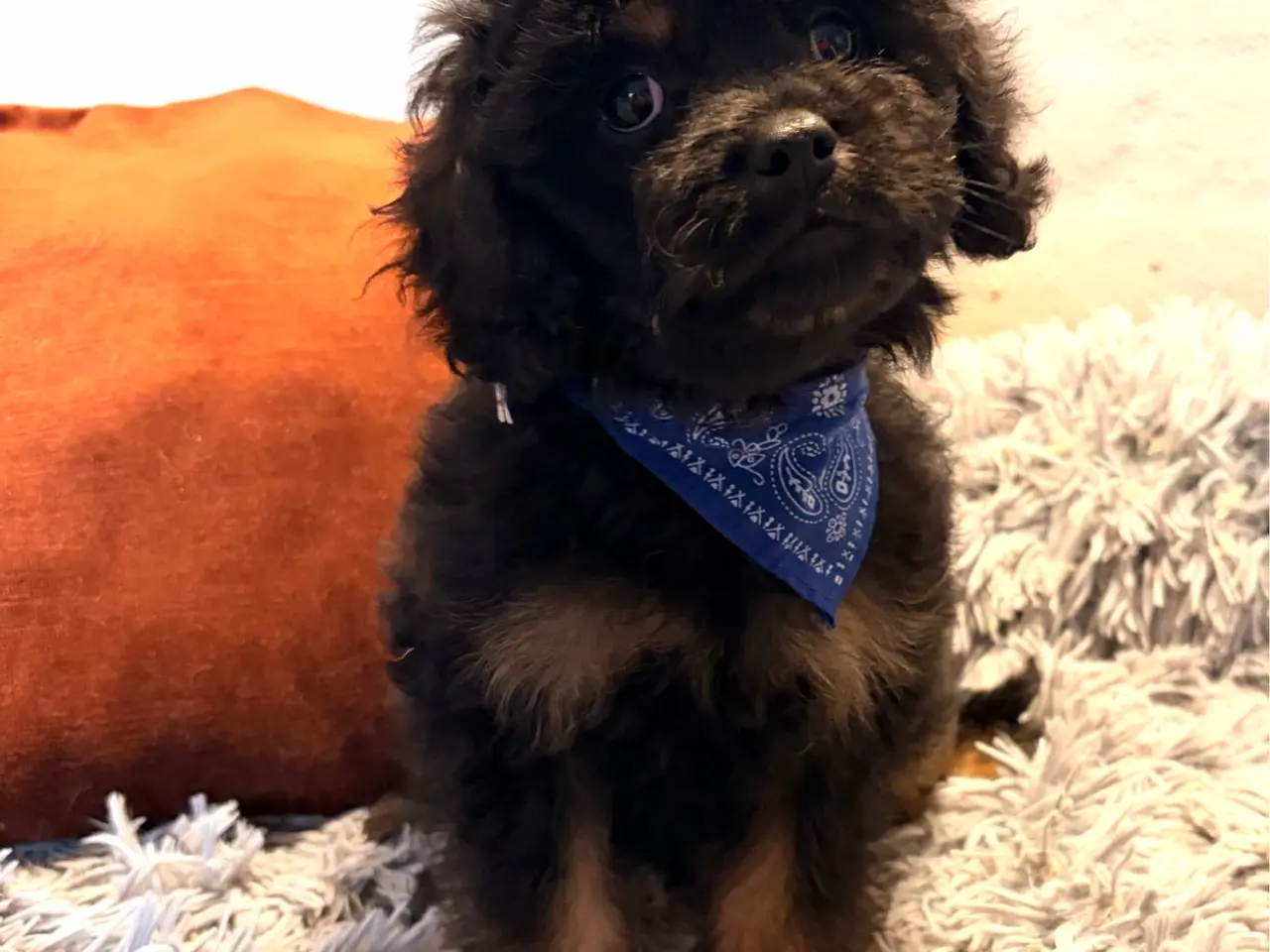 Billede 11 - mini Cavapoo dreng Sigurd er helt rejse klar