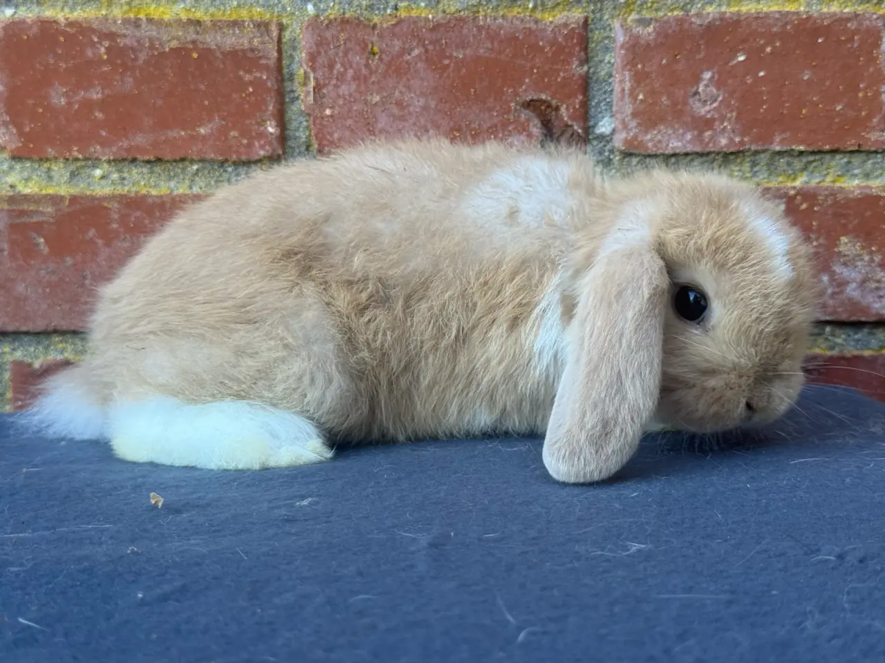 Billede 3 - Mini lop han kanin