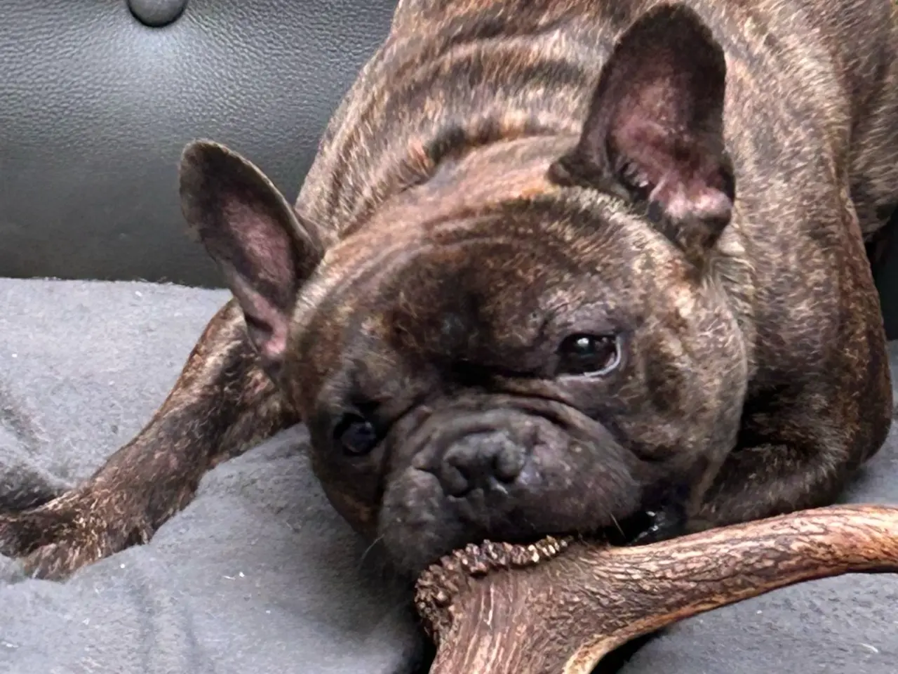 Billede 2 - Skøn fransk bulldog han