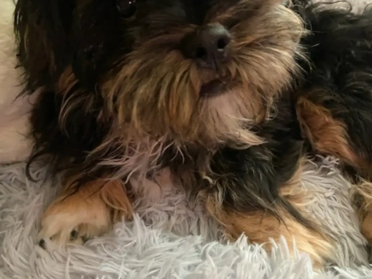 Billede 15 - Shih Tzu/ bichon havanais