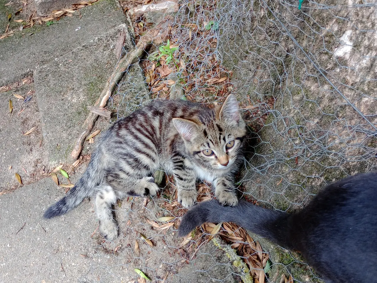 Billede 7 - Katte killinger