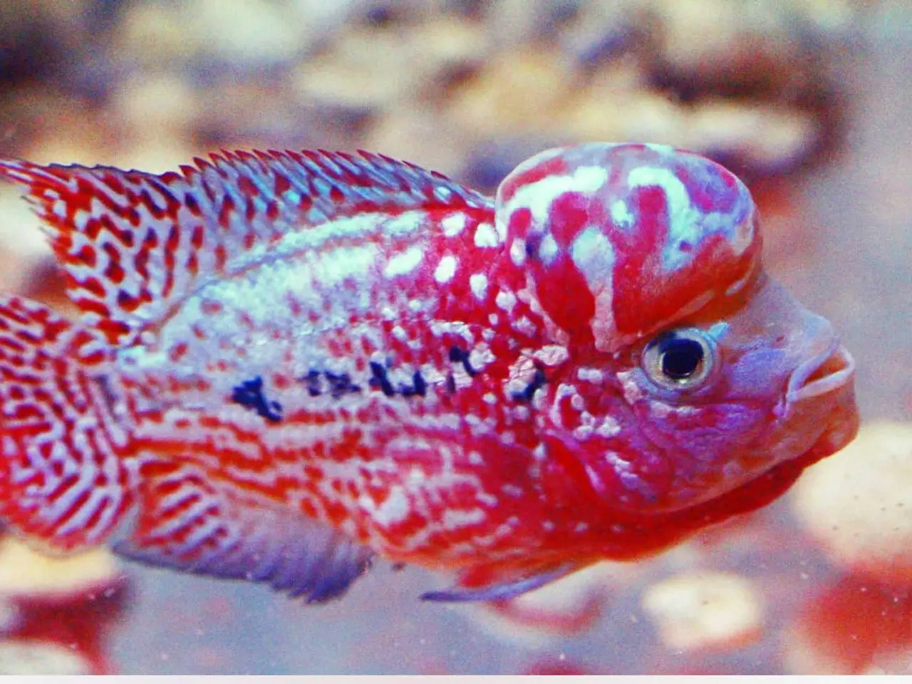 Billede 3 - Flowerhorn 
